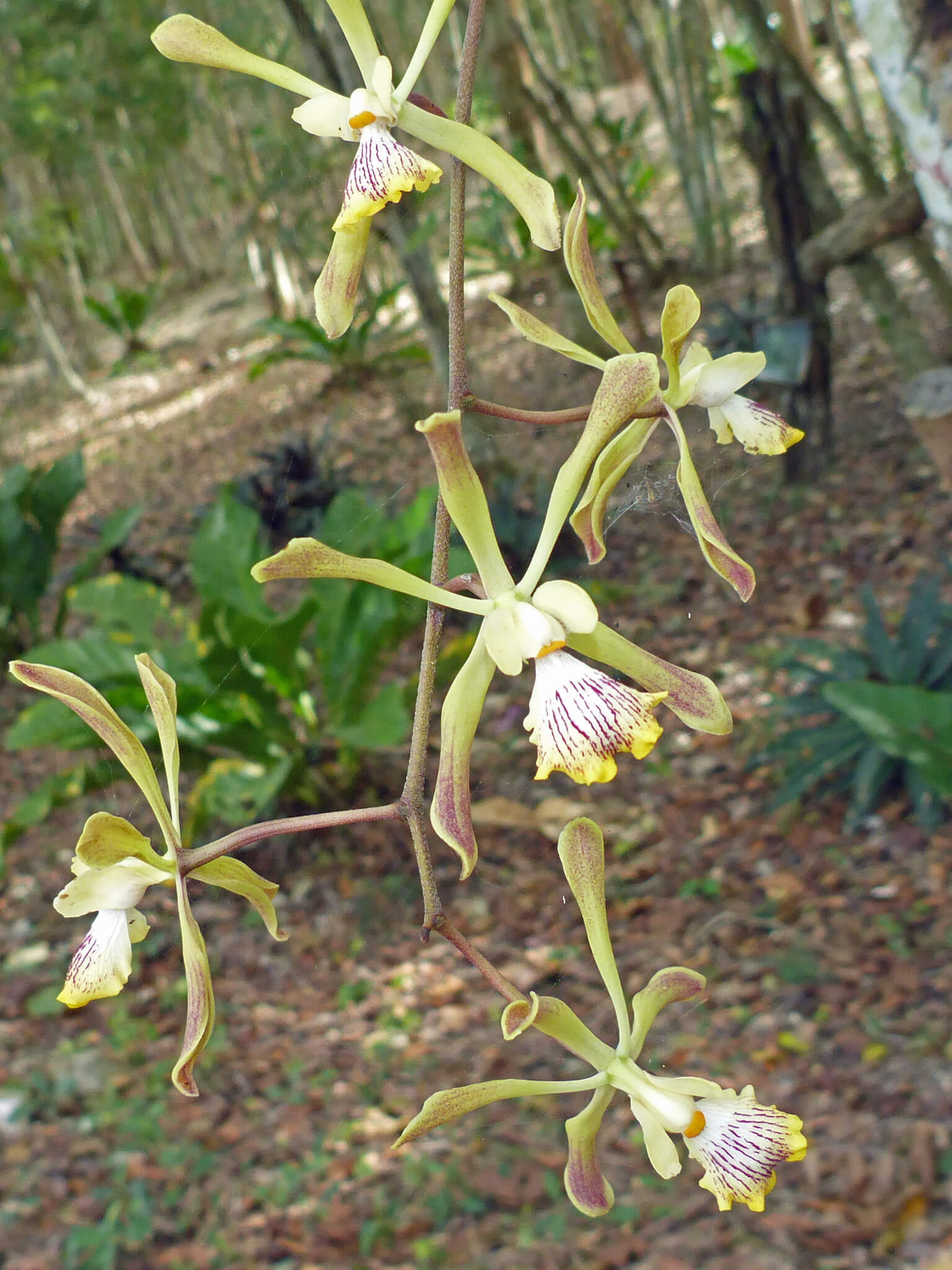Encyclia alata